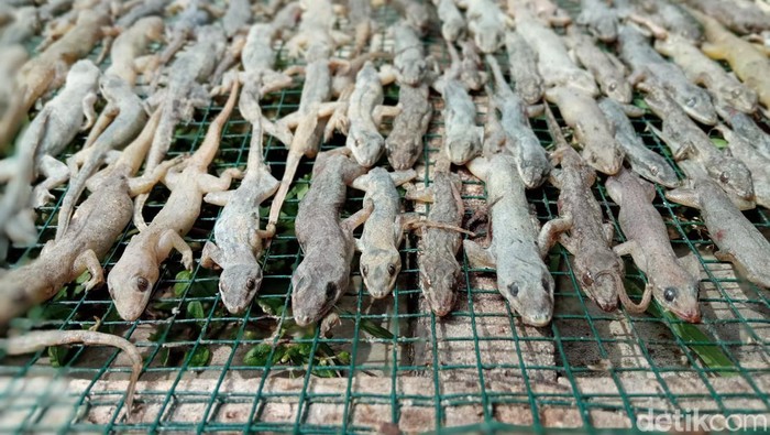 Produksi cicak kering di Kabupaten Cirebon.