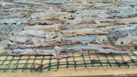 Proses produksi cicak kering itu dilakukan di kediaman Sugandi di Desa Kertasura, Kecamatan Kapetakan, Kabupaten Cirebon. Dalam memproduksi cicak kering, ia turut dibantu oleh beberapa orang pegawainya.