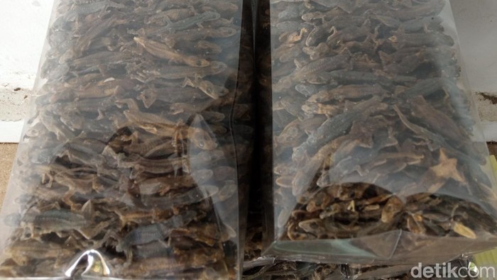 Produksi cicak kering di Kabupaten Cirebon.