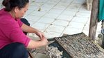 Mengintip Produksi Cicak Kering di Cirebon yang Diekspor ke China
