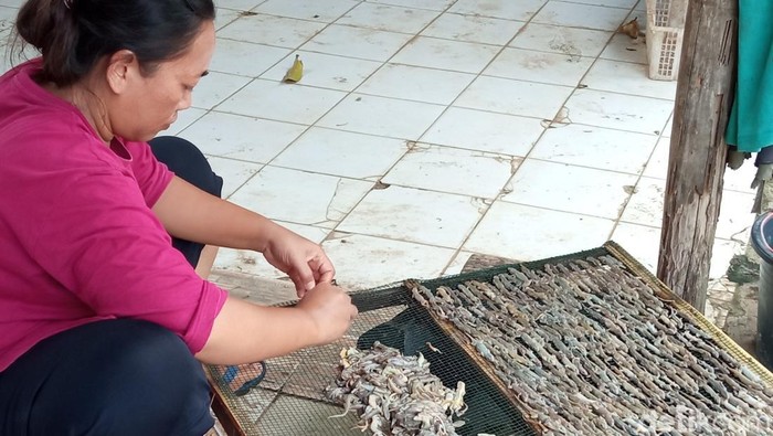 Produksi cicak kering di Kabupaten Cirebon.