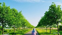 Cuaca yang cerah dan alam yang asri serta bersih mewarnai awal musim panas yang jatuh pada tanggal 11 Juni 2025 di Belanda. Kami bersepeda dari tempat tinggal di kota Utrecht, Belanda.