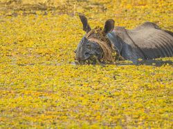 Aksi Kocak Hewan di Alam Liar Tertangkap Kamera, Bikin Gemas!