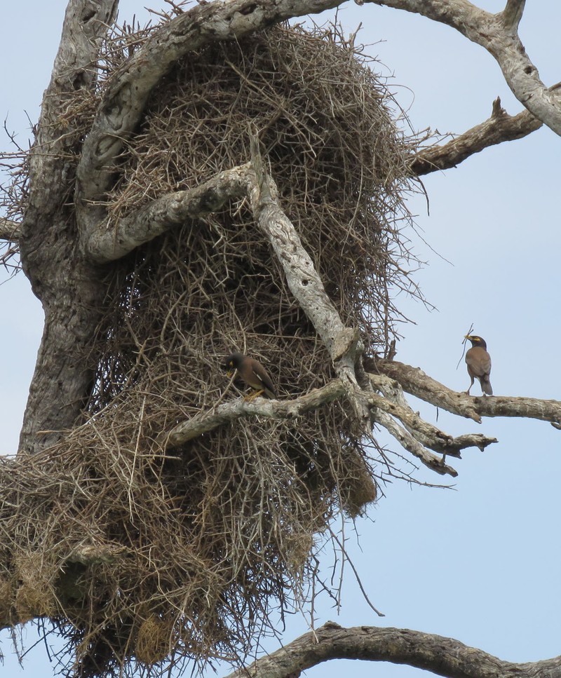 Comedy Wildlife Photography Awards 2025