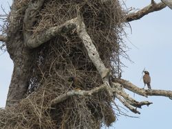 Aksi Kocak Hewan di Alam Liar Tertangkap Kamera, Bikin Gemas!