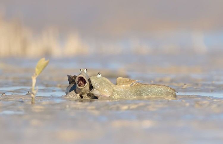 Comedy Wildlife Photography Awards 2025