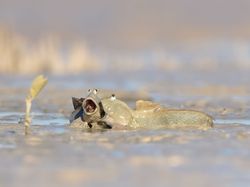 Aksi Kocak Hewan di Alam Liar Tertangkap Kamera, Bikin Gemas!
