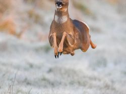 Aksi Kocak Hewan di Alam Liar Tertangkap Kamera, Bikin Gemas!