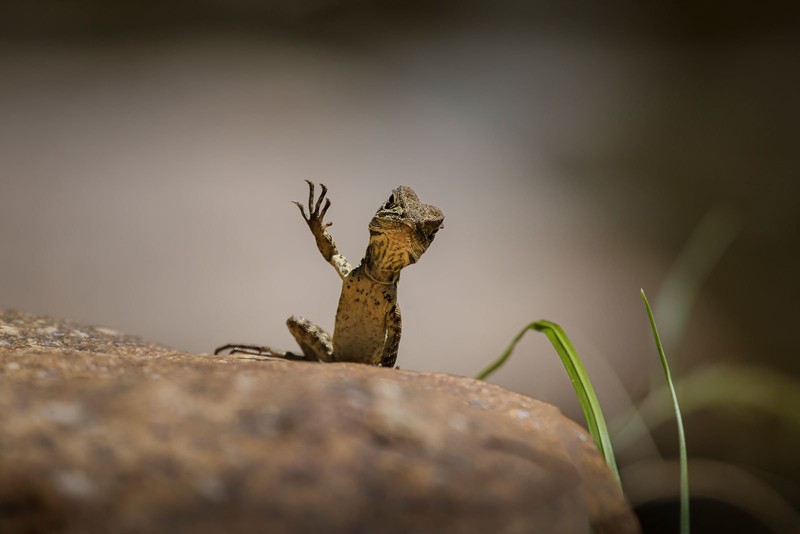 Comedy Wildlife Photography Awards 2025