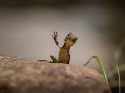 Aksi Kocak Hewan di Alam Liar Tertangkap Kamera, Bikin Gemas!