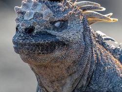 Aksi Kocak Hewan di Alam Liar Tertangkap Kamera, Bikin Gemas!