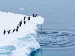 Aksi Kocak Hewan di Alam Liar Tertangkap Kamera, Bikin Gemas!