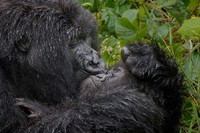 Comedy Wildlife Photography Awards 2025