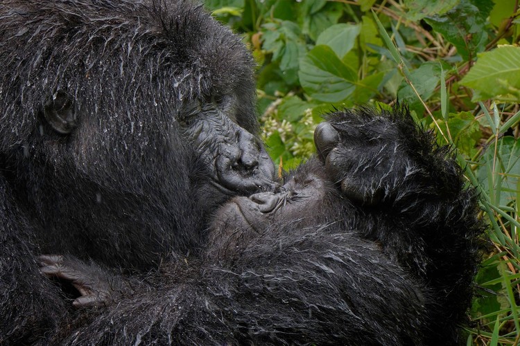 Comedy Wildlife Photography Awards 2025