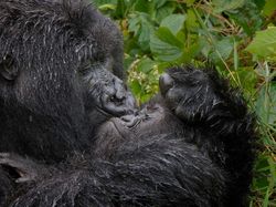 Aksi Kocak Hewan di Alam Liar Tertangkap Kamera, Bikin Gemas!
