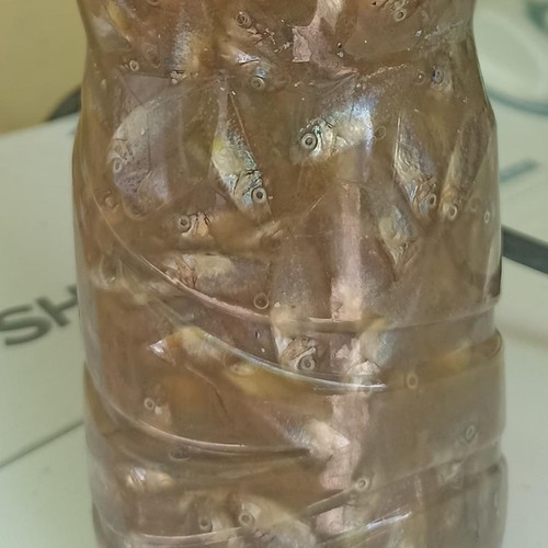 Ikan mbarase di Pantai Sikka, NTT. (IST)