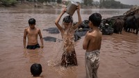 Tampak anak-anak berenang ceria di antara kawanan kerbau yang juga ikut mendinginkan tubuhnya di aliran kanal. REUTERS/Adrees Latif