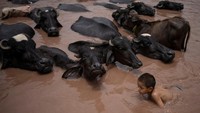 Seorang anak tampak asyik bermain air di tengah kawanan kerbau seolah tak terganggu oleh panas menyengat. REUTERS/Adrees Latif
