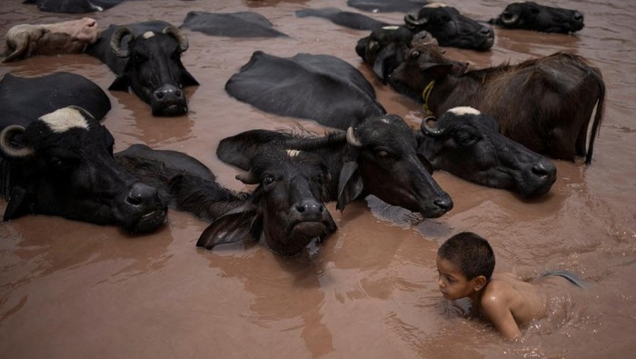 Gelombang panas ekstrem yang melanda Pakistan dalam beberapa hari terakhir membuat warga mencari cara unik untuk bertahan dari teriknya cuaca. Salah satu lokasi yang jadi favorit warga Gujranwala adalah Kanal Chenab Hulu. REUTERS/Adrees Latif