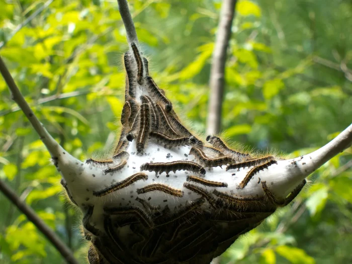 Brown-tail moth caterpillars atau ulat ngengat ekor cokelat.