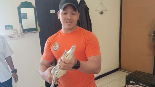 Buaya Muara yang gegerkan warga Manukan Surabaya.