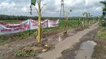 Parahnya Kerusakan Jalan Srikayangan Kulon Progo hingga Jadi Kebun Pisang