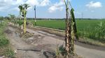 Parahnya Kerusakan Jalan Srikayangan Kulon Progo hingga Jadi Kebun Pisang