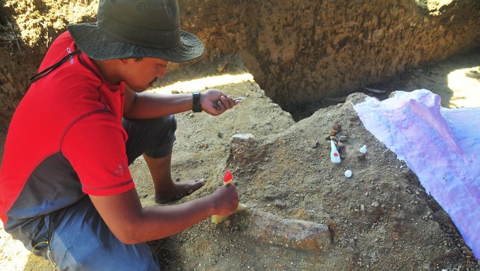 Tim peneliti gabungan dari Center for Prehistory and Austronesian Studies (CPAS) melakukan casting atau pencetakan fosil saat ekskavasi fosil tulang gajah purba (Elephas hysudrindicus) di Situs Patiayam, Desa Terban, Jekulo, Kudus, Jawa Tengah, Senin (16/6/2025). Fosil gajah purba jenis elephas yang ditemukan warga hampir utuh tersebut diperkirakan berusia antara 300.000 hingga 500.000 tahun. ANTARA FOTO/Yusuf Nugroho/tom.