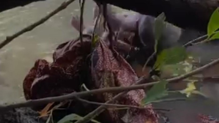 Penemuan bayi laki-laki di aliran sungai Bendungan Batujai, Lombok Tengah. Foto: (Istimewa)