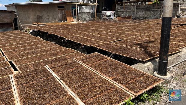 Pengeringan daun tembakau di Temanggung, Jawa Tengah. (CNBC Indonesia/Tasya Natalia)
