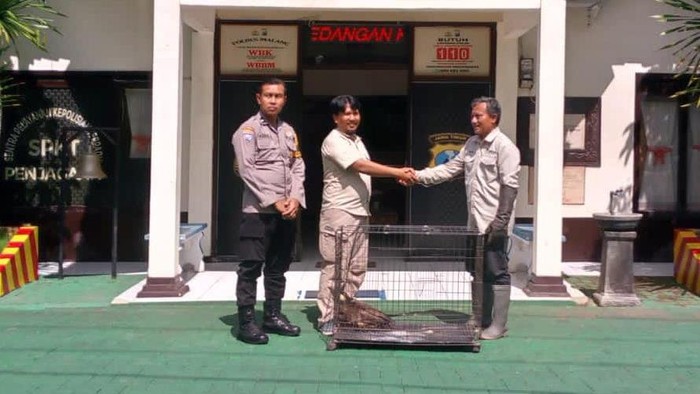 Penyerahan elang ular bido kepada BKSDA.
