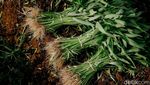 Perjuangan Petani di Tengah Maraknya Alih Fungsi Lahan Menjadi Hunian