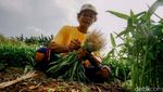 Perjuangan Petani di Tengah Maraknya Alih Fungsi Lahan Menjadi Hunian