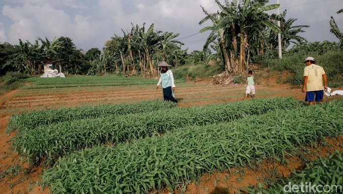 Seorang Petani bernama Abud, tengah memanen kangkung di lahan garapannya dikawasan Legok, Kabupaten Tangerang, Senin (16/6/2025). Abud, sudah 3 tahun terakhir memanfaatkan lahan milik pengembang ini untuk menanam kangkung. Namun ia tidak tahu sampai kapan bisa memanfaatkan lahan tersebut, karena pengembang akan membangun hunian atau tempat tinggal dilahan tersebut.