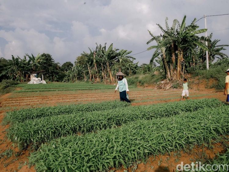 Perjuangan Petani di Tengah Maraknya Alih Fungsi Lahan Menjadi Hunian