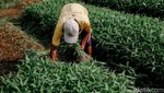 Perjuangan Petani di Tengah Maraknya Alih Fungsi Lahan Menjadi Hunian