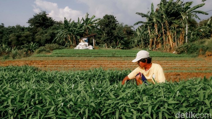Perjuangan Petani di Tengah Maraknya Alih Fungsi Lahan Menjadi Hunian Seorang Petani bernama Abud, tengah memanen kangkung di lahan garapannya dikawasan Legok, Kabupaten Tangerang, Senin (16/6/2025). Abud, sudah 3 tahun terakhir memanfaatkan lahan milik pengembang ini untuk menanam kangkung. Namun ia tidak tahu sampai kapan bisa memanfaatkan lahan tersebut, karena pengembang akan membangun hunian atau tempat tinggal dilahan tersebut.