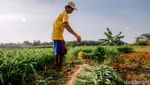 Perjuangan Petani di Tengah Maraknya Alih Fungsi Lahan Menjadi Hunian