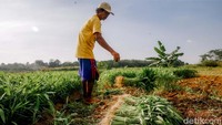 Menurut Data Badan Pusat Statistik rata-rata konversi lahan sawah menjadi non sawah di Indonesia mencapai 100.000 hektare per tahun. Pulau Jawa menyumbang sebagian besar angka ini, dengan Jawa Timur mencatatkan angka konversi terbesar, yaitu 288.290 hektare dalam beberapa tahun terakhir.