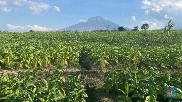 Perkebunan tembakau di Temanggung, Jawa Tengah. (CNBC Indonesia/Tasya Natalia)