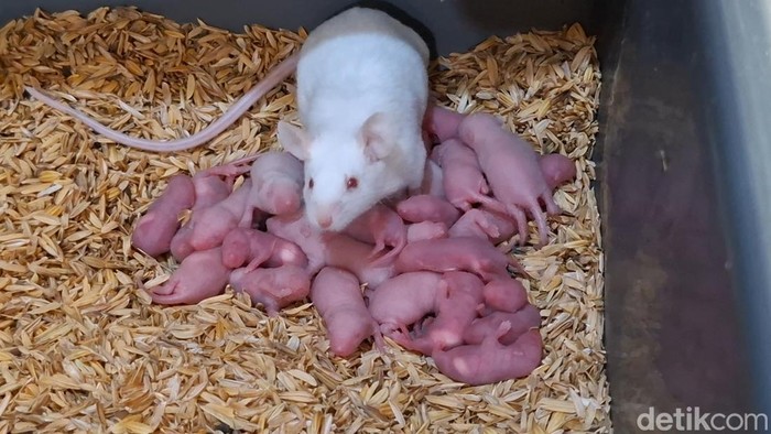 Peternakan tikus putih dari Subang