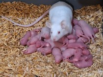 Cuan Enggak Main-main dari Ternak Tikus Putih di Subang