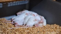 Tikus-tikus putih jenis mencit yang siap dijual. Dalam sekali melahirkan, seekor induk tikus bisa menghasilkan hingga 12 anak tikus.