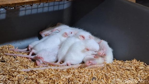 Peternakan tikus putih dari Subang