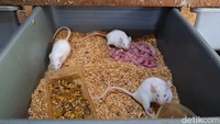 Ampas kelapa, pelet, nasi aking, dan sayuran menjadi menu utama bagi ribuan tikus di peternakan Zona Tikus Berdasi milik Yuda.