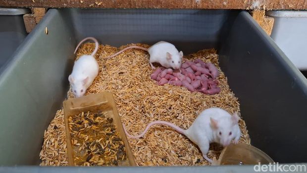 Peternakan tikus putih dari Subang
