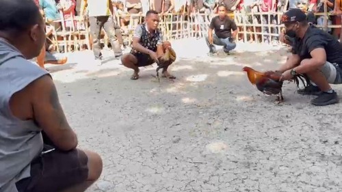 Tangkapan layar polisi main judi sabung ayam di Desa Noelbaki, Kecamatan Kupang Tengah, Kabupaten Kupang, NTT, Sabtu (14/6/2025). (tangkapan layar video viral).