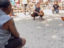 Soal Judi Sabung Ayam di Kupang, Kapolres: Mereka Berpindah-pindah