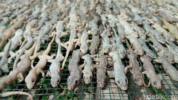Produksi cicak kering di Cirebon.