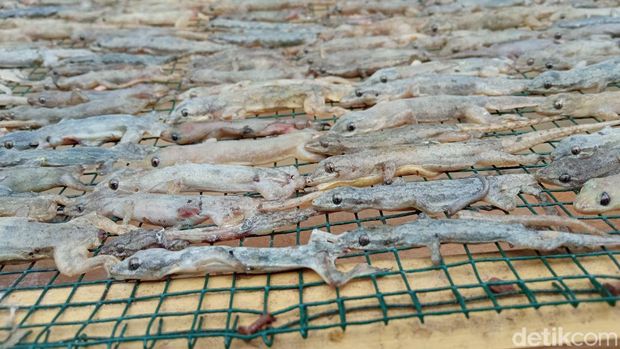 Produksi cicak kering di Cirebon.